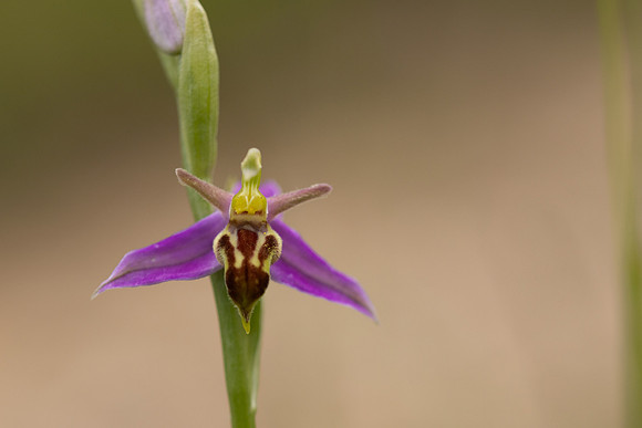 Wasp Orchid, Cleeve Common, June 2024.