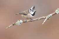 Crested Tit, Loch Morclich, February 2024