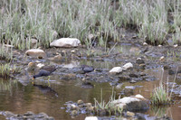 Lesser Moorhen, Agia Varavra, Cyprus, April 2025