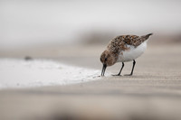 Sanderling, Raufarhofn, Iceland, June 2022