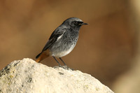 Black Redstart, Seaton, January 2020