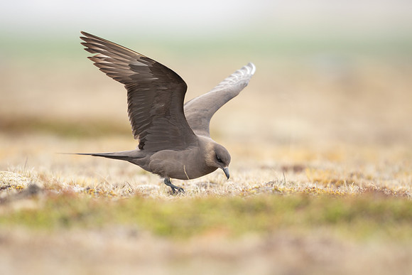 Arctic Skua,Snæfellsnes peninsula, Iceland, June 2022