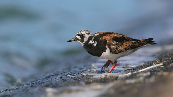 Turnstone, Farmoor Reservoir, August 2016.
