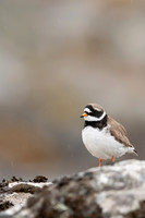 Ringed Plover, Raufarhofn, Iceland, June 2022