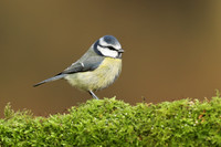 Blue Tit, Milbury Heath, December 2020.