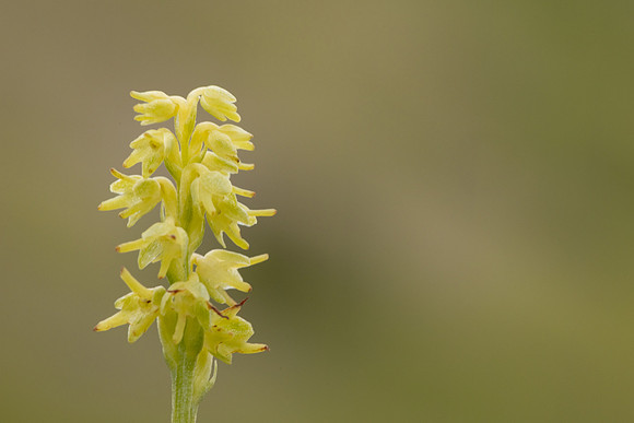 Musk Orchid, Cleeve common, June 2024