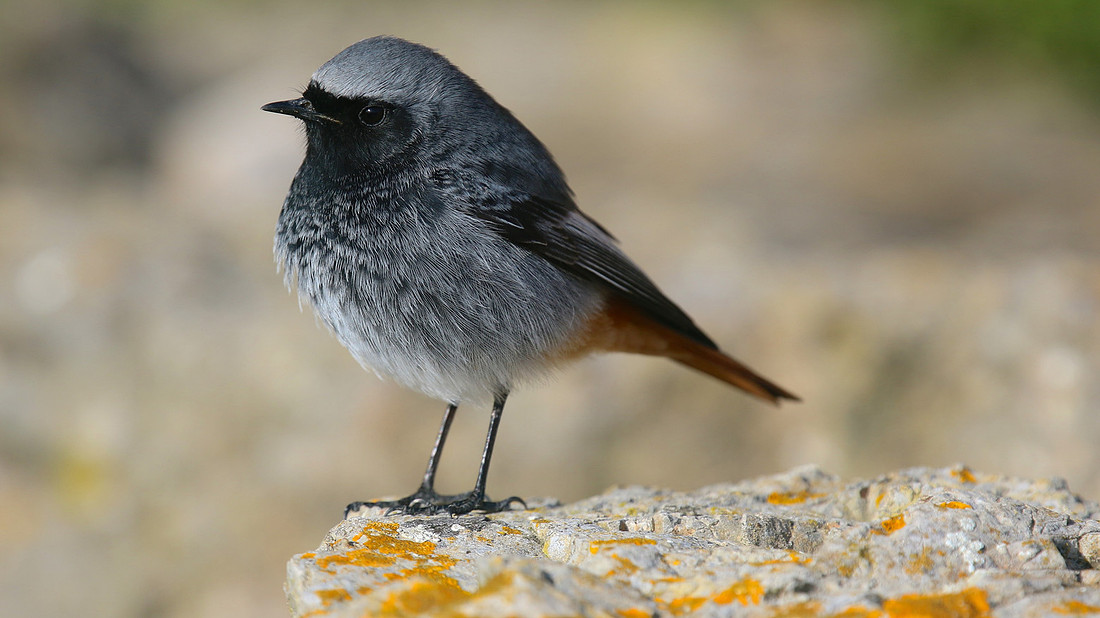 Black Redstart, Brean Down Cove, March 2015