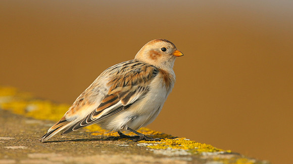 Snow Bunting, Powderham, Devon, January 2015