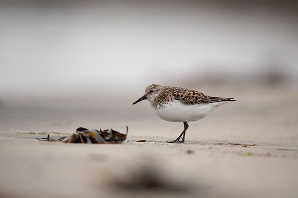 Sanderling, Raufarhofn, Iceland, June 2022