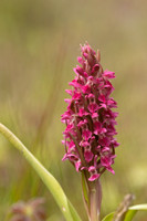 Early Marsh-orchid, Kenfig, June 2024