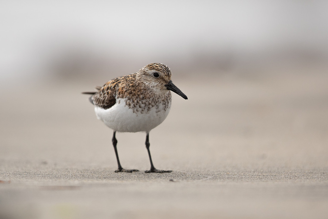 Sanderling, Raufarhofn, Iceland, June 2022