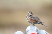 Redwing, Raufarhofn, Iceland, June 2022