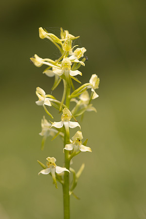 Greater Butterfly-orchid, Parkgate Down, May 2024