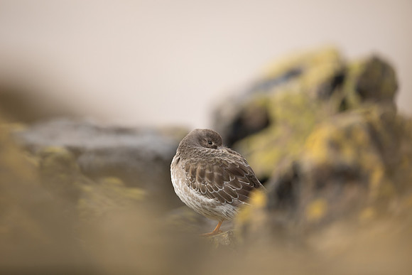 Purple Sandpiper, Portishead, Feb 2022