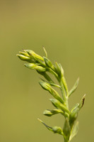 Green-flowered Helleborine