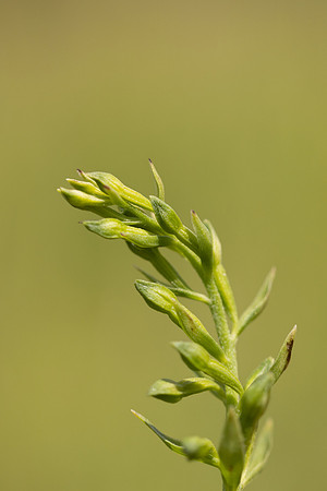 Green-flowered Helleborine, Cotswolds, July 2024
