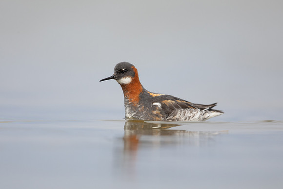 Red-necked Phalarope, River Laxa,  Iceland, June 2022