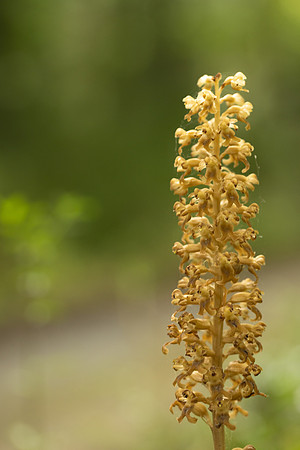 Bird's Nest Orchid, Gloucestershire, June 2024