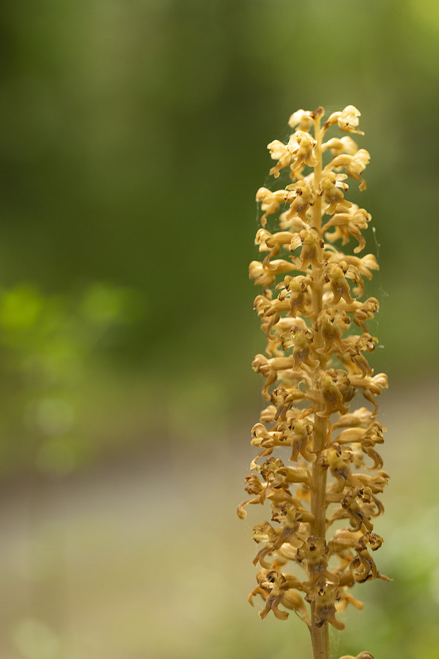 Bird's Nest Orchid, Gloucestershire, June 2024