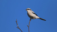 Great Grey Shrike, Crabtree Hill, March 2015