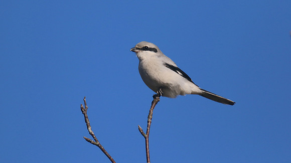 Great Grey Shrike, Crabtree Hill, March 2015