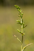Green-flowered Helleborine, Cotswolds, July 2024