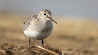 Bairds Sandpiper, Kenfig NNR, October 2016