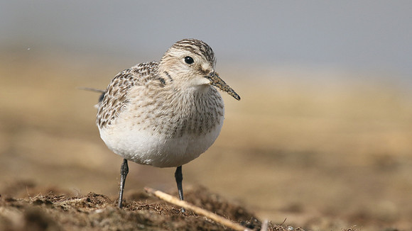 Bairds Sandpiper, Kenfig NNR, October 2016
