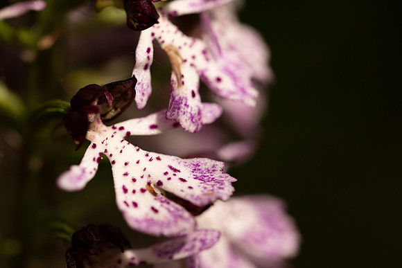 Lady Orchid, Yockletts Bank, May 2024