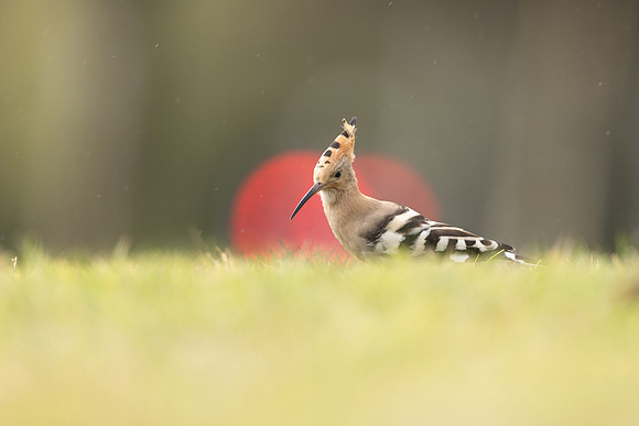 Hoopoe, Swansea, October 2024