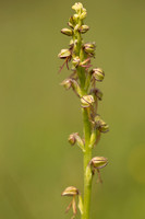 Man Orchid, Kent , May 2024.