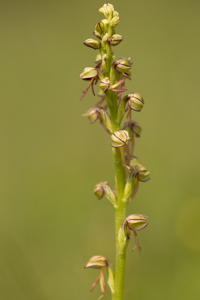 Man Orchid, Kent , May 2024.