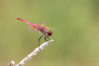 Violet Dropwing, Cape Greco, Cyprus, July 2024