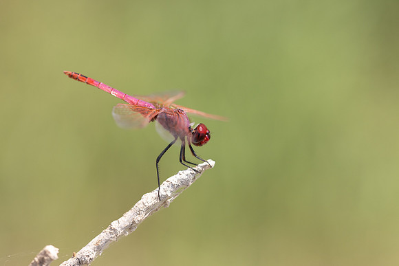 Violet Dropwing, Cape Greco, Cyprus, July 2024