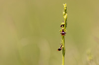Fly Orchid, Selsey Common, May 2024