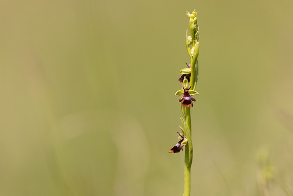 Fly Orchid, Selsey Common, May 2024