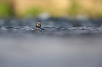 Harlequin Duck,  River Laxa, Iceland, May 2022