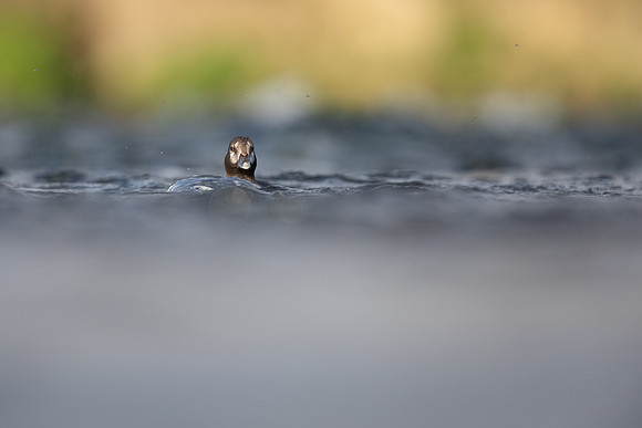 Harlequin Duck,  River Laxa, Iceland, May 2022