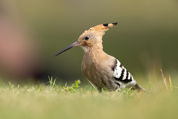 Hoopoe, Swansea, October 2024