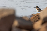 Terek Sandpiper