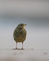 Rock Pipit, Skinningrove, November 2016
