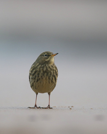 Rock Pipit, Skinningrove, November 2016