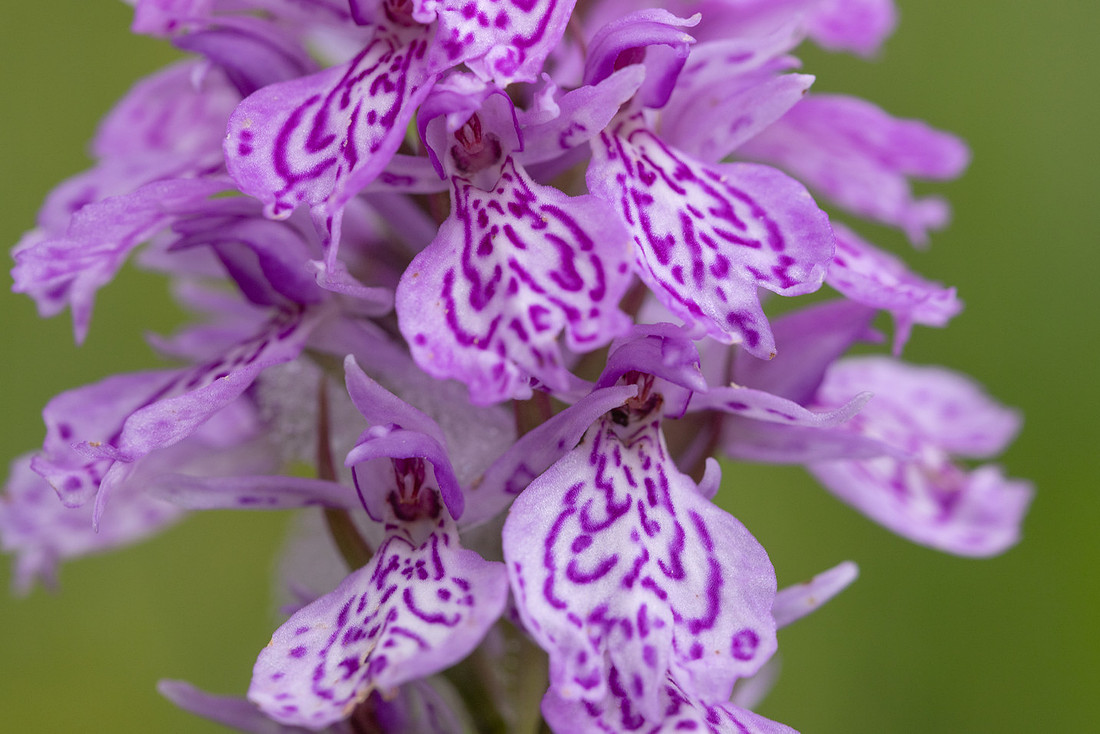 Heath Spotted-orchid, Vicarge Farm, June 2024