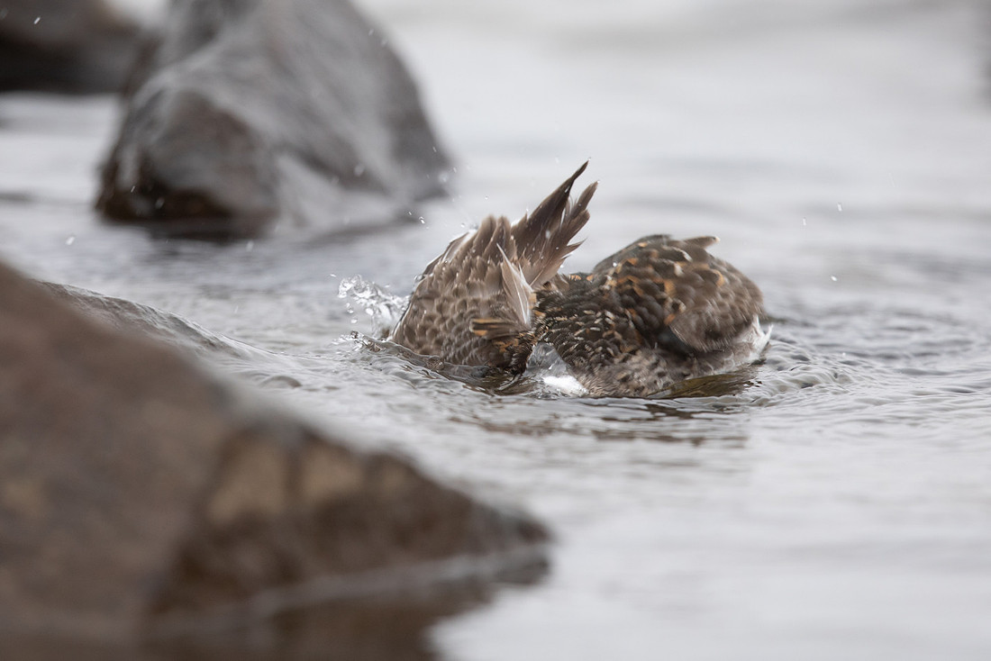 Purple Sandpiper, Raufarhofn, June 2022