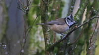Crested Tit, Loch Garten, Feb 2015