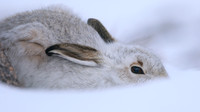Mountain Hare, Cairngorms, Feb 2015