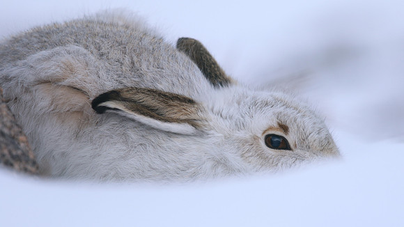 Mountain Hare, Cairngorms, Feb 2015