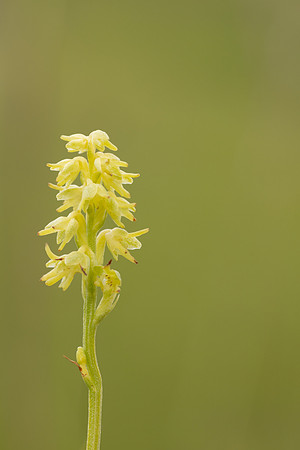 Musk Orchid, Cleeve common, June 2024