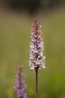Chalk Fragrant-orchid, Rodbrough Common, June 2024