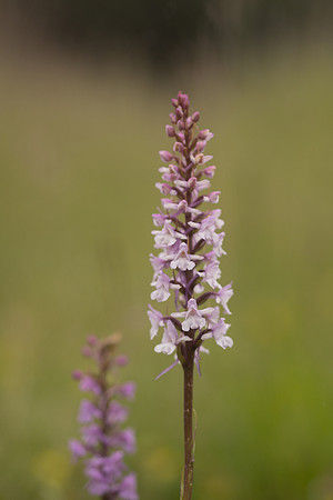 Chalk Fragrant-orchid, Rodbrough Common, June 2024